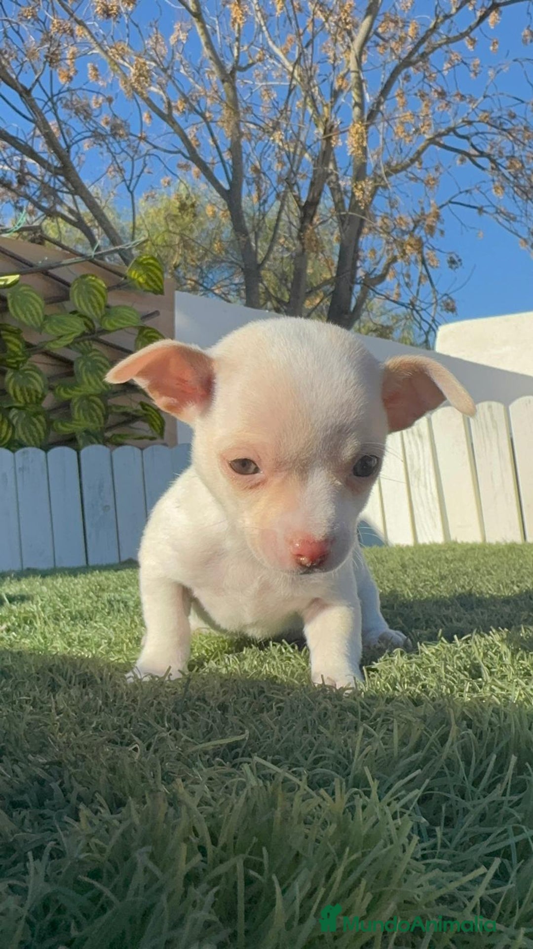 Chihuahua perros en venta: CHIHUAHUA  - Anuncio 23