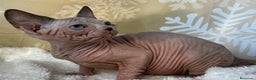 Sphynx gatos en venta: Preciosos bebés Sphynx - Anuncio 6
