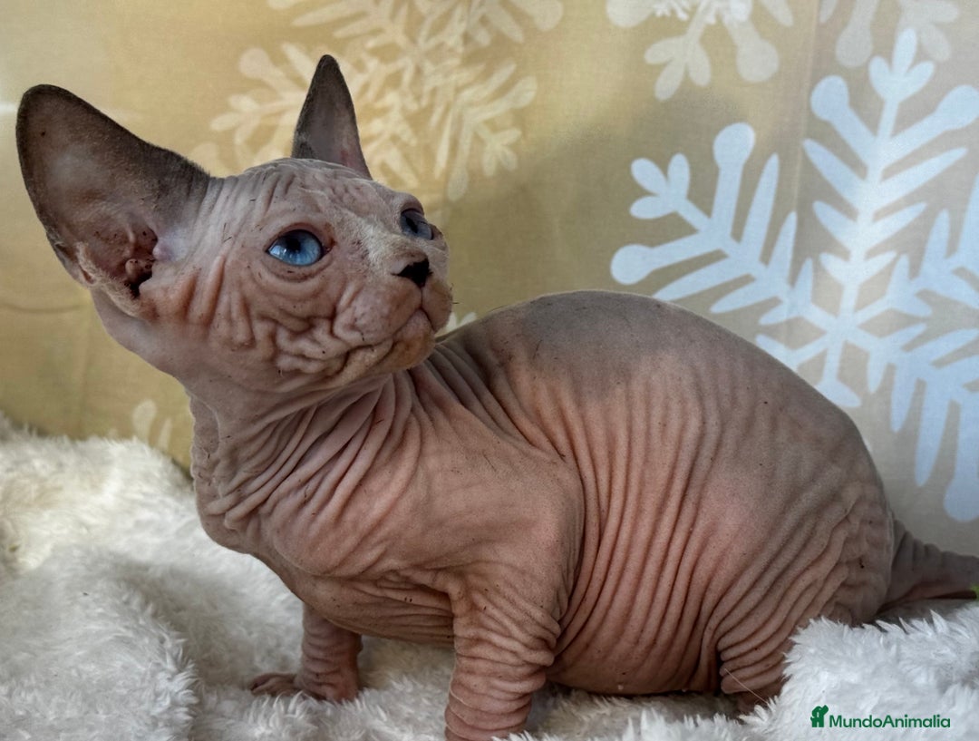 Sphynx gatos en venta: Preciosos bebés Sphynx - Anuncio 6