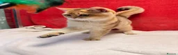 Británico de Pelo Corto gatos en venta: Precioso British Golden dorado - Anuncio 11