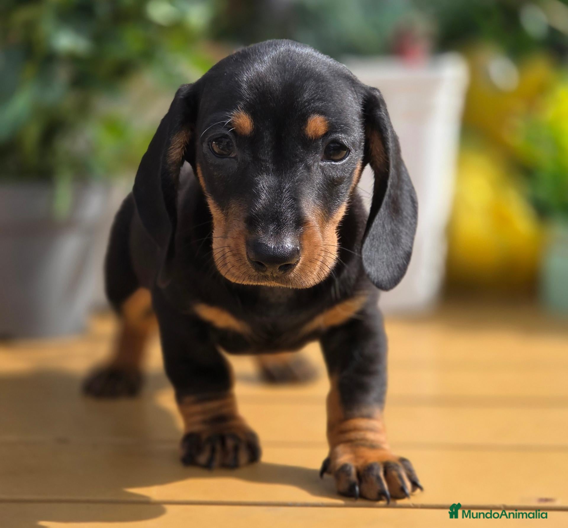 Teckel Miniatura perros Preciosa camada teckel mini - Anuncio 4