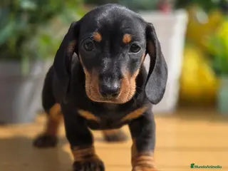 Teckel Miniatura perros Preciosa camada teckel mini - Anuncio 4