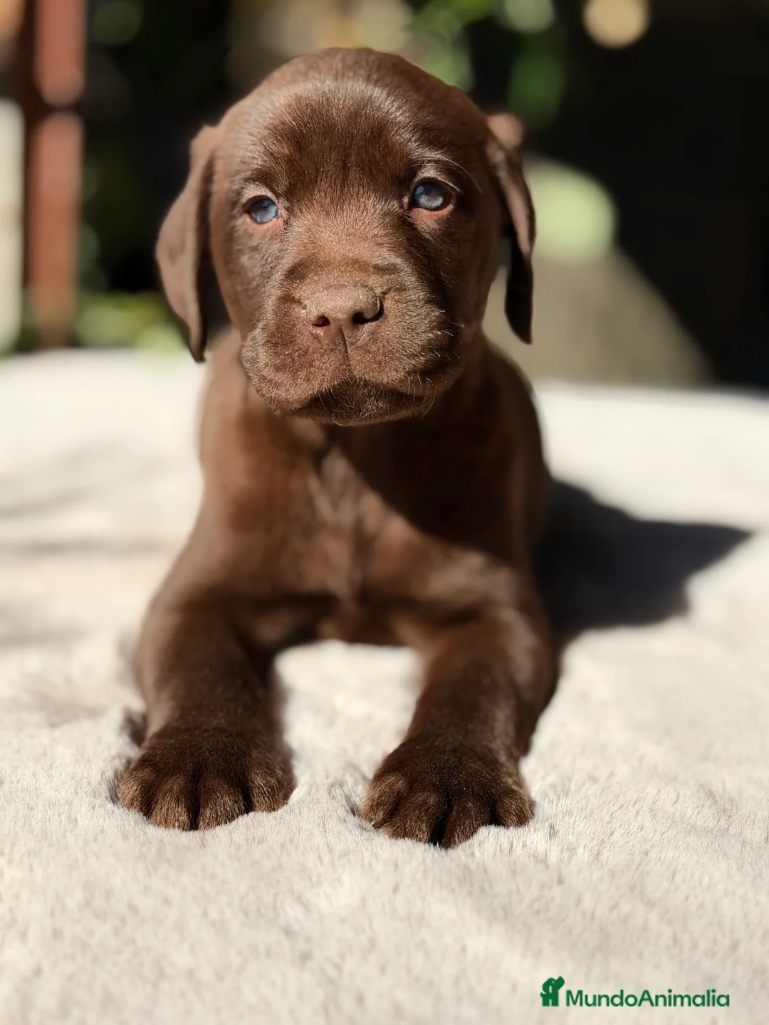 Labrador Retriever perros en venta: Labrador chocolate  - Anuncio 2