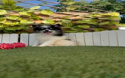 Pomerania perros en venta: POMERANIA MACHO ENVIOS A TODA ESPAÑA - Imagen 10