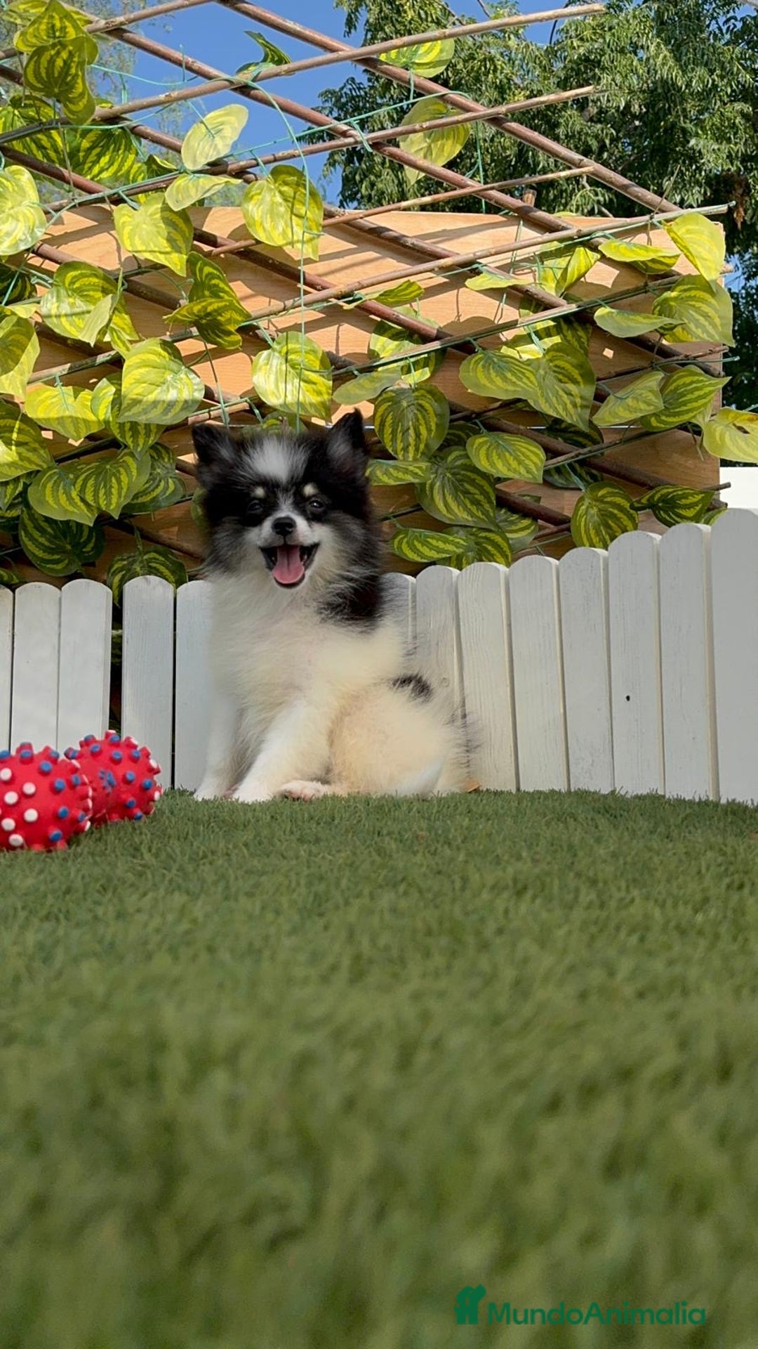 Pomerania perros en venta: POMERANIA MACHO ENVIOS A TODA ESPAÑA - Imagen 10
