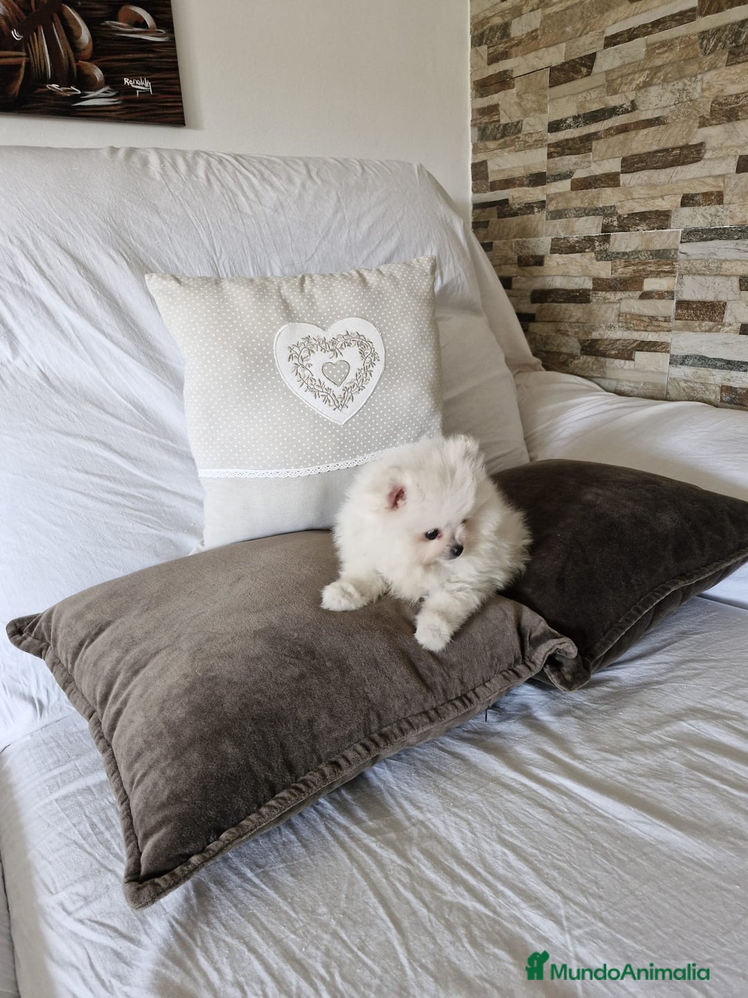Pomerania perros en venta: Lulú de pomerania  - Imagen 7