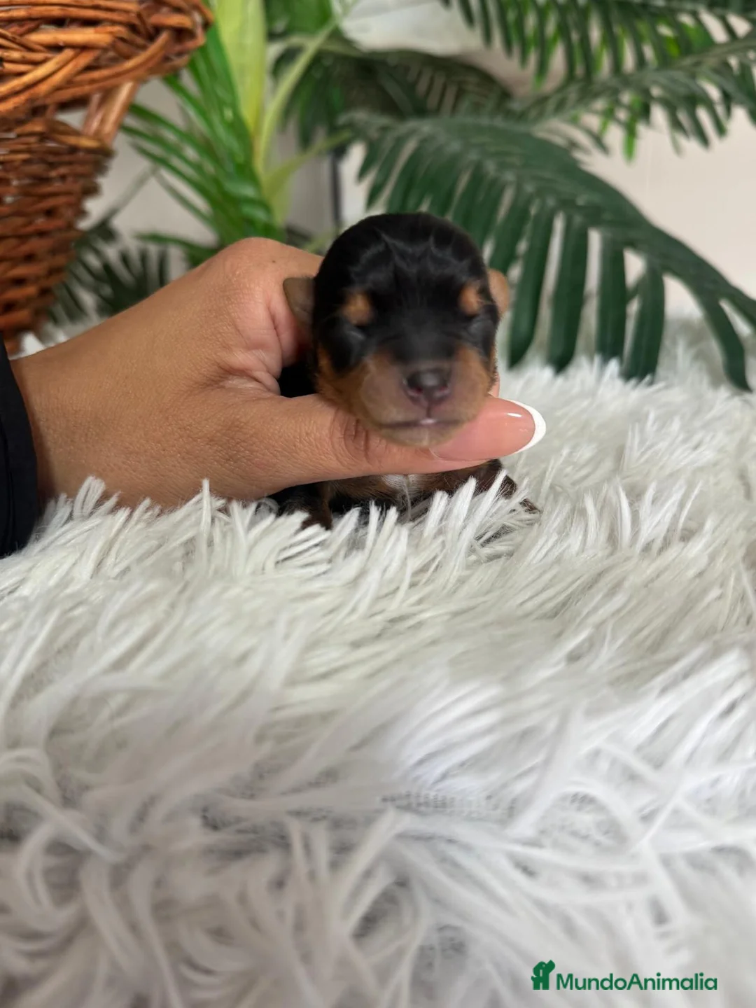 Yorkshire Terrier perros en venta: YORKSHIRE TERRIER - Anuncio 8
