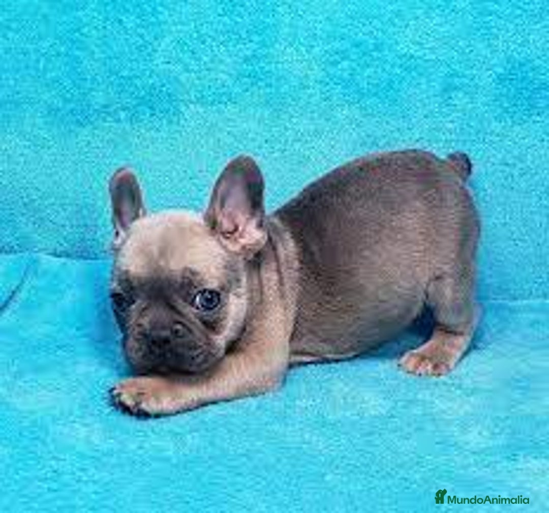 Bulldog Francés perros en venta: BULLDOG FRANCÉS - Anuncio 3