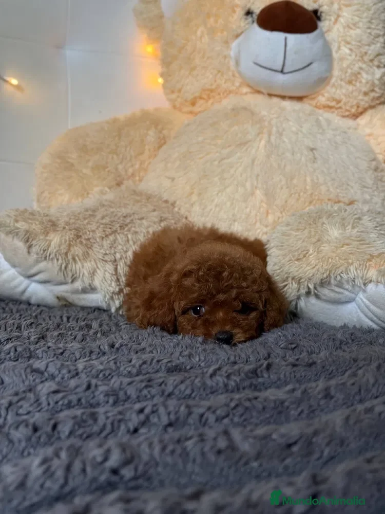 Caniche Toy perros caniche toy pequeños  - Anuncio 3