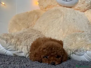 Caniche Toy perros caniche toy pequeños - Anuncio 18