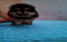 Pomerania perros en venta: Pomerania toy - Imagen 8