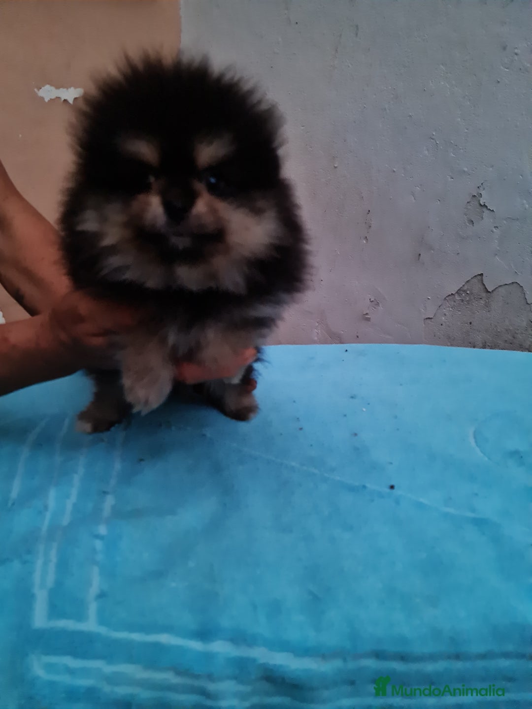 Pomerania perros en venta: Pomerania toy - Imagen 8