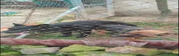 Pastor Alemán perros en venta: Disponible 5 hembras de Pastor alemán  - Anuncio 1