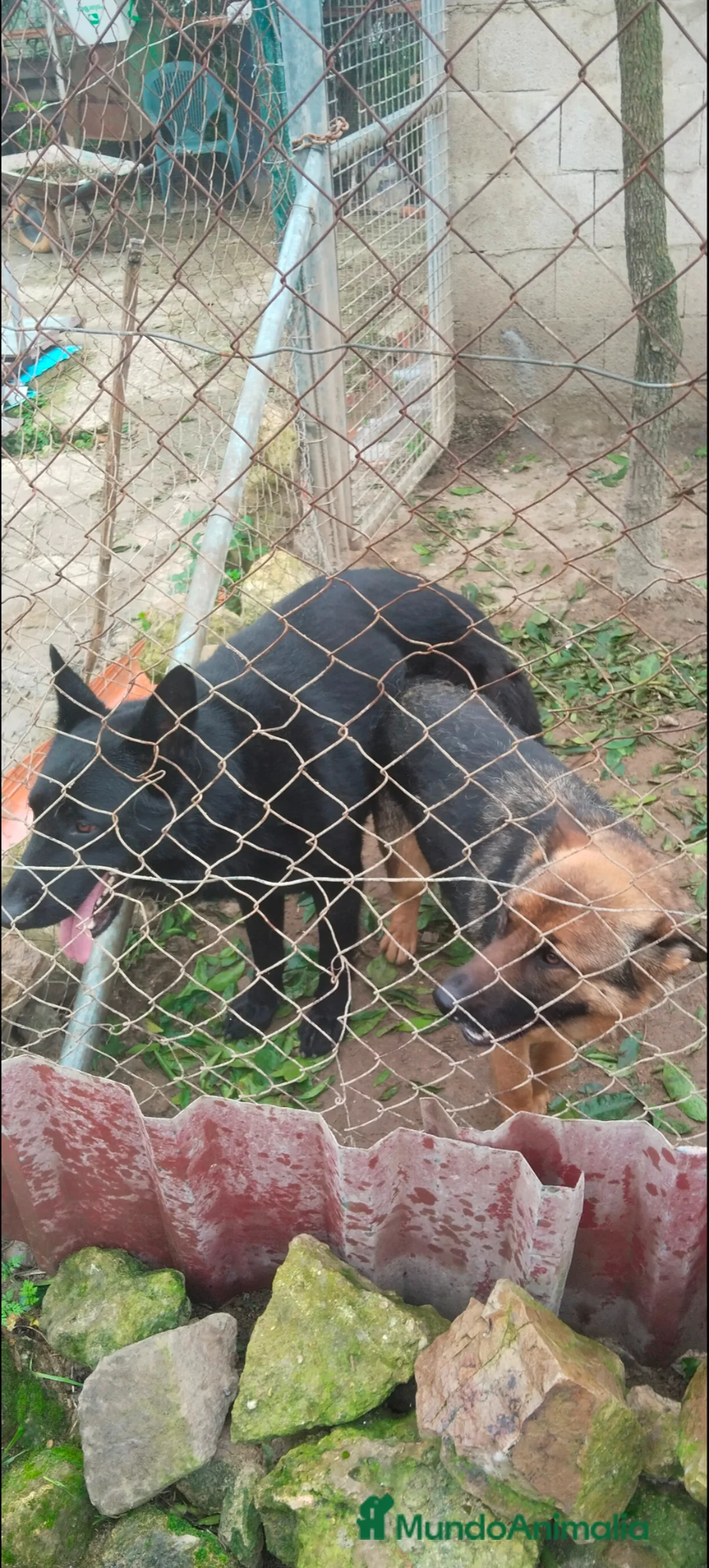 Pastor Alemán perros en venta: Disponible 5 hembras de Pastor alemán  - Anuncio 1