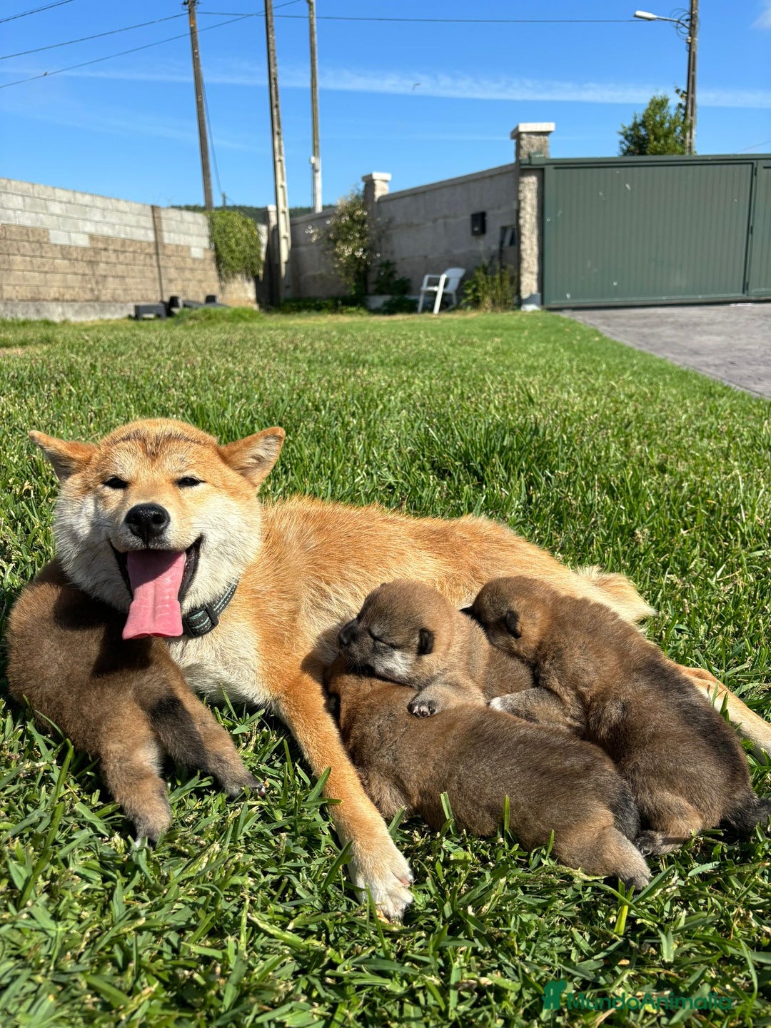 Shiba Inu perros en venta: SHIBA INU PONTEVEDRA - Imagen 6