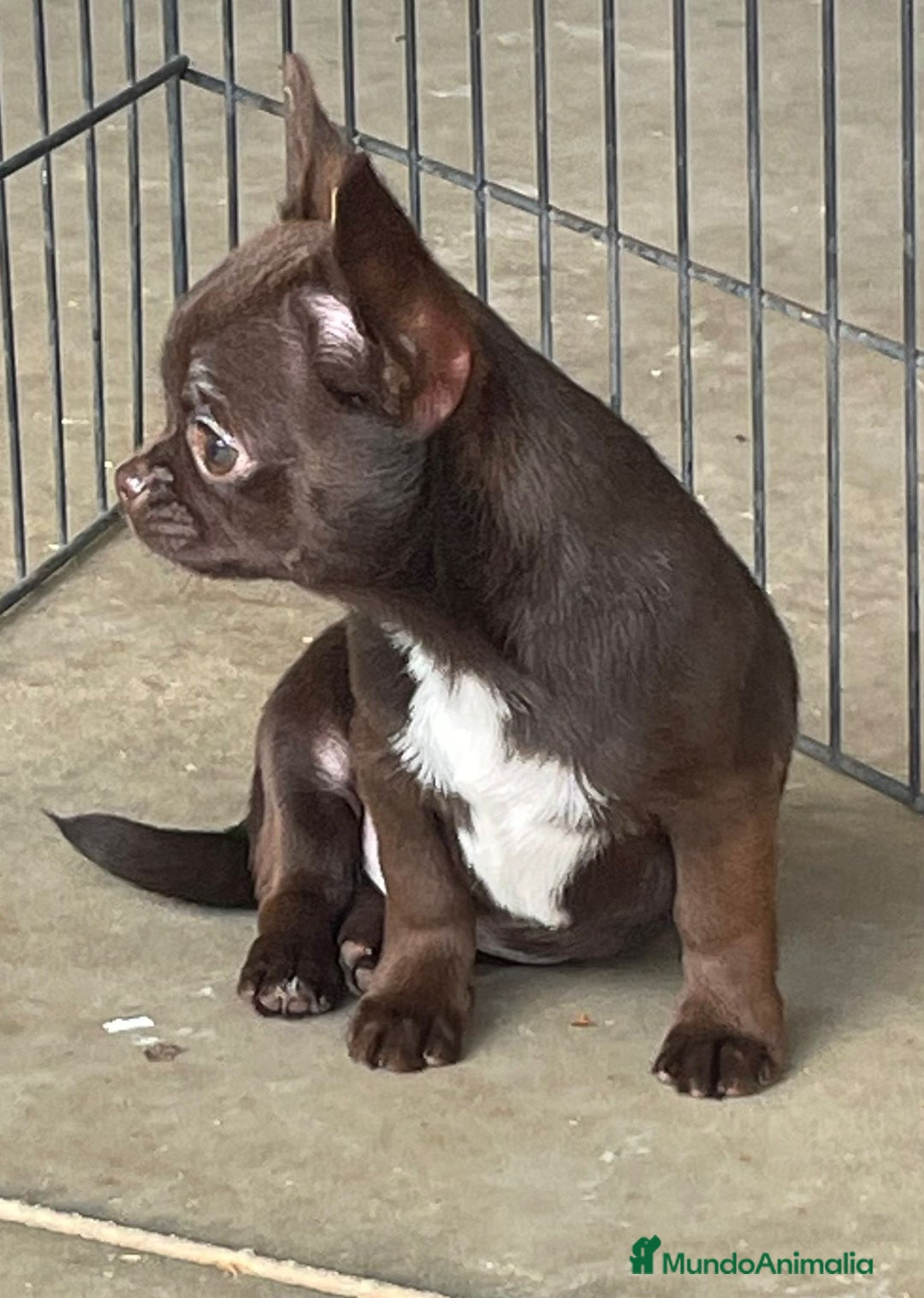 Chihuahua perros en venta: Chihuahua Macho. - Anuncio 2