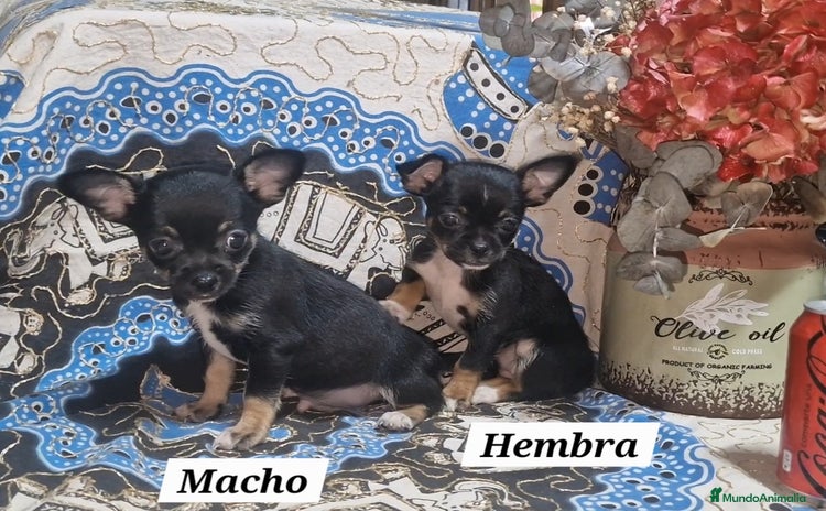 Chihuahua perros - Anuncio 1
