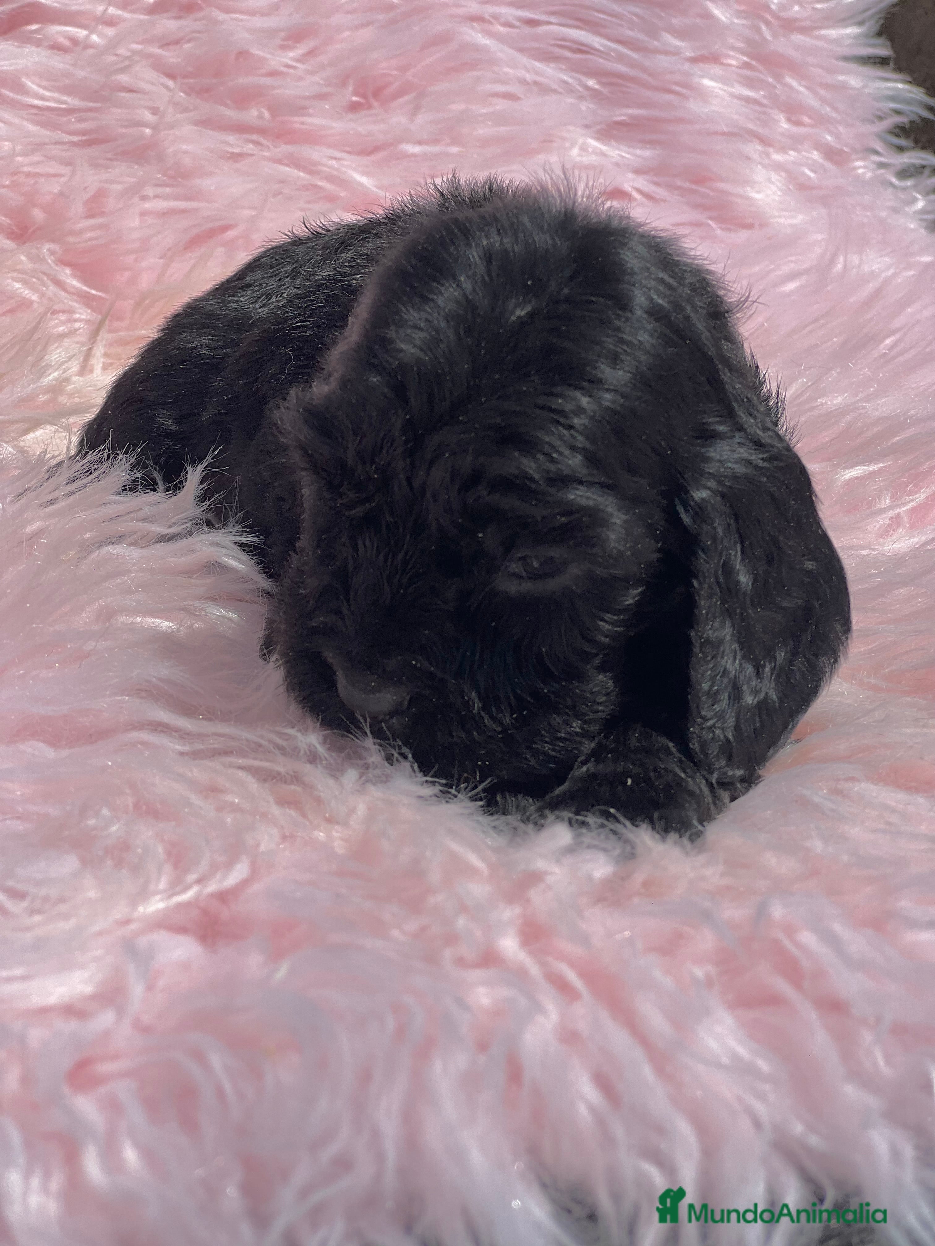 Cocker Spaniel Inglés perros Cocker ingles negra  - Anuncio 11