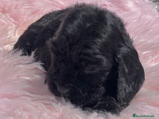 Cocker Spaniel Inglés perros Cocker ingles negra - Anuncio 14