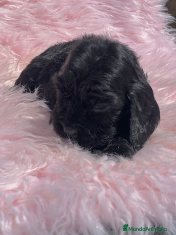 Cocker Spaniel Inglés perros - Anuncio 1