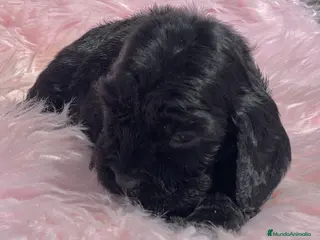 Cocker Spaniel Inglés perros Cocker ingles negra - Anuncio 17