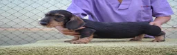 Teckel perros en venta: teckel standar de pelo duro - Anuncio 4