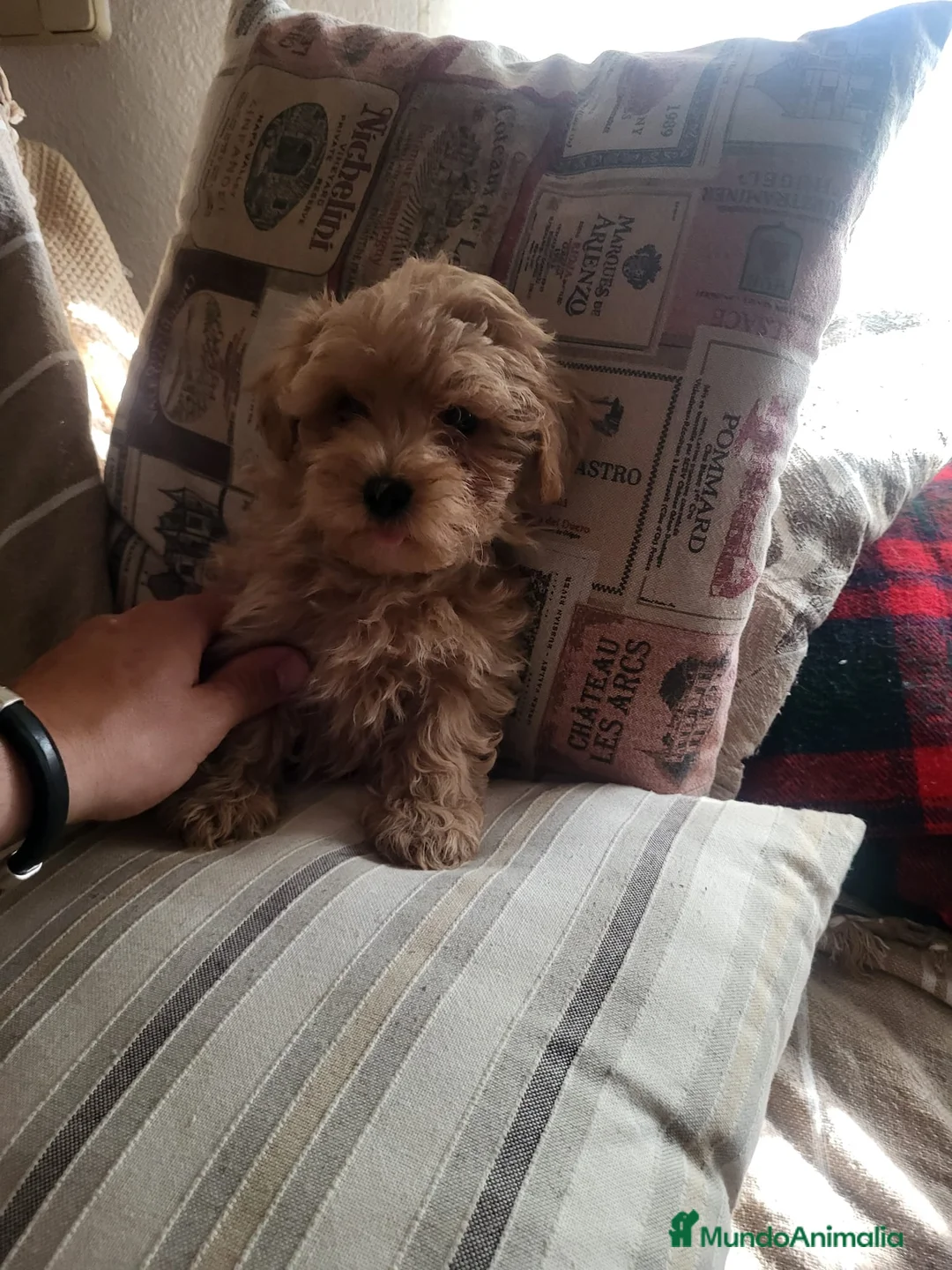 Maltipoo perros en venta: Maltipoo - Anuncio 2