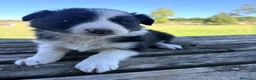Border Collie perros en venta: Border Collie - Anuncio 18