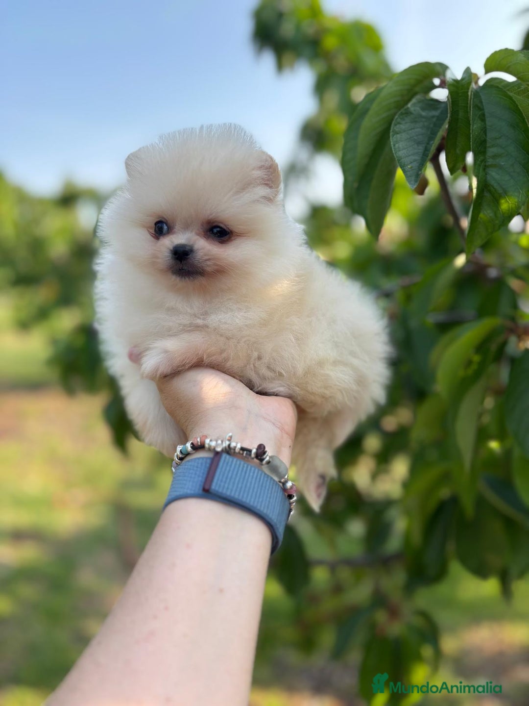 Pomerania perros en venta: Pomerania Macho  - Imagen 4