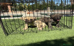 Dogo Canario perros en venta: Cachorros presa canario para guarda - Imagen 4