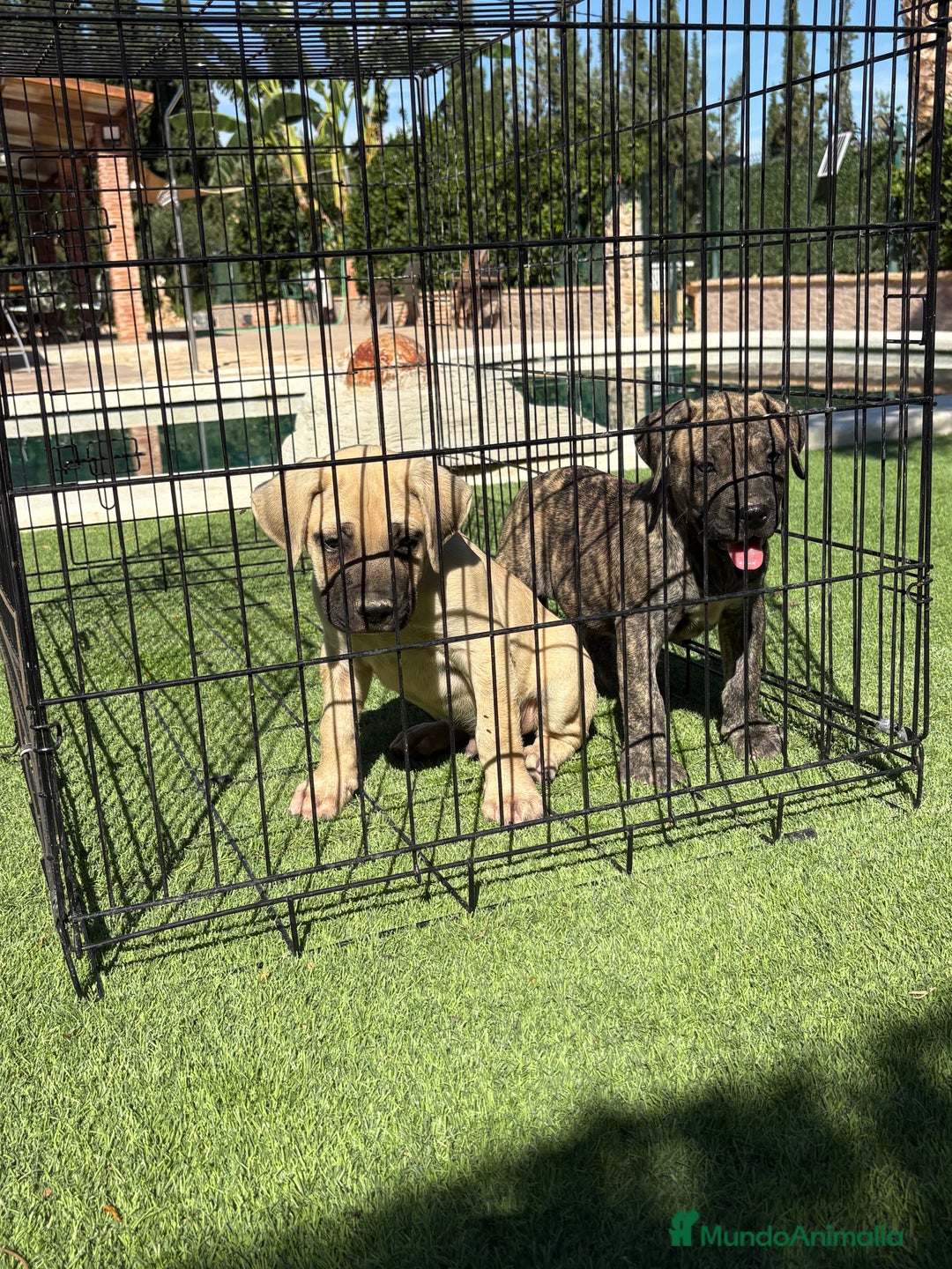 Dogo Canario perros en venta: Cachorros presa canario para guarda - Imagen 4