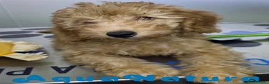 Caniche