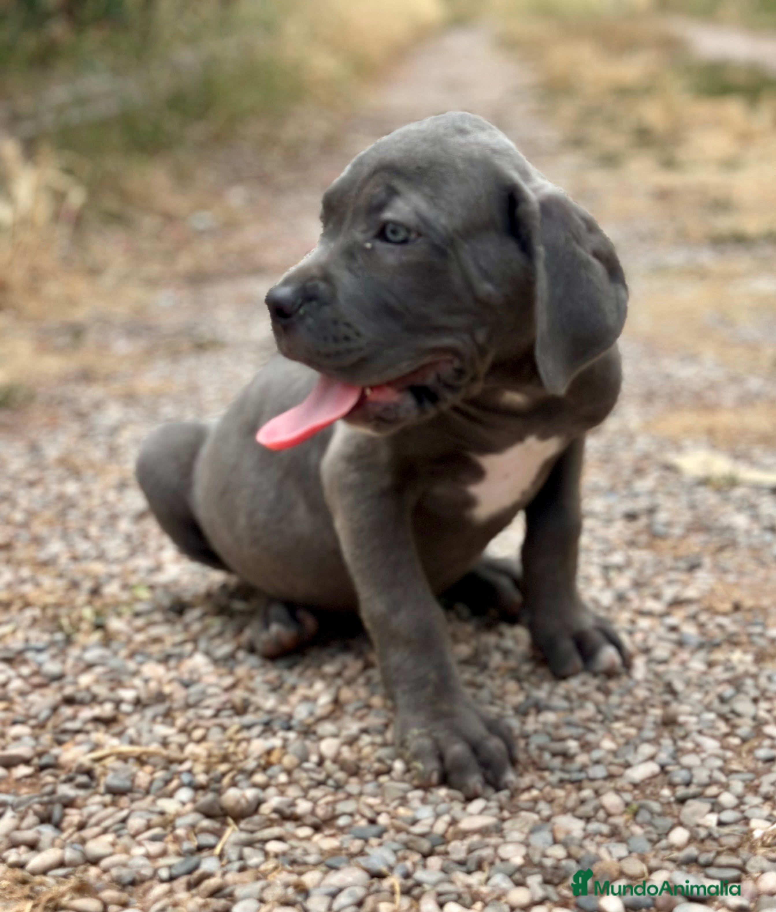 Cane Corso perros EXCEPCIONAL CAMADA CANE CORSO DISPONIBLE - Anuncio 24