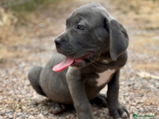 Cane Corso perros - Anuncio 14