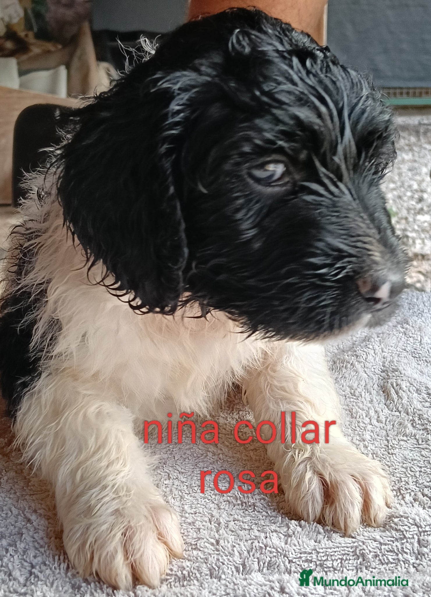 Labradoodle perros en venta: Labradoodles - Anuncio 10