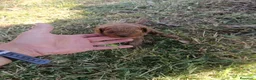 Caniche Toy perros en venta: Caniche toys machos - Anuncio 3
