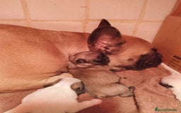 Bulldog Francés perros en venta: Bulldog francés - Imagen 1
