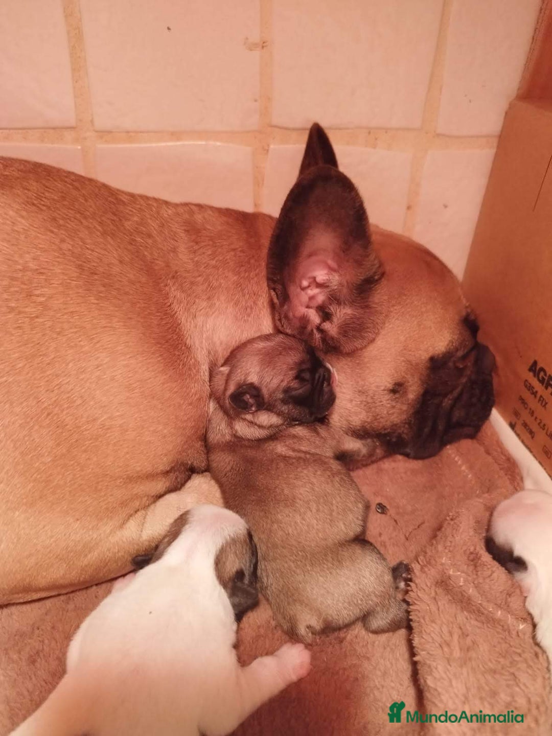 Bulldog Francés perros en venta: Bulldog francés - Imagen 1