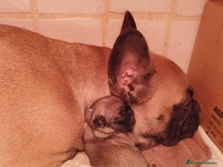 Bulldog Francés perros - Anuncio 3