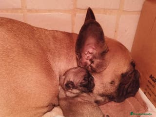 Bulldog Francés perros Bulldog francés - Anuncio 7