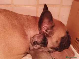 Bulldog Francés perros Bulldog francés - Anuncio 19