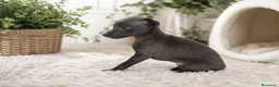Pequeño Lebrel Italiano perros en venta: Pequeño Lebrel Italiano - Anuncio 1