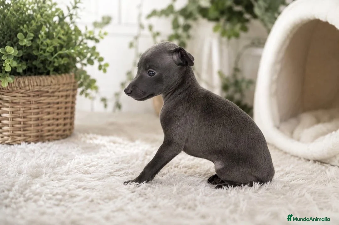 Pequeño Lebrel Italiano perros en venta: Pequeño Lebrel Italiano - Anuncio 1