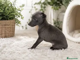 Pequeño Lebrel Italiano perros Pequeño Lebrel Italiano - Anuncio 2