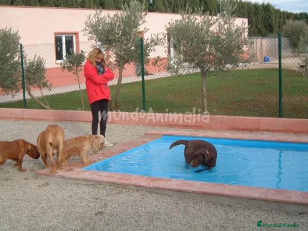 Imagen de galería {{count}}