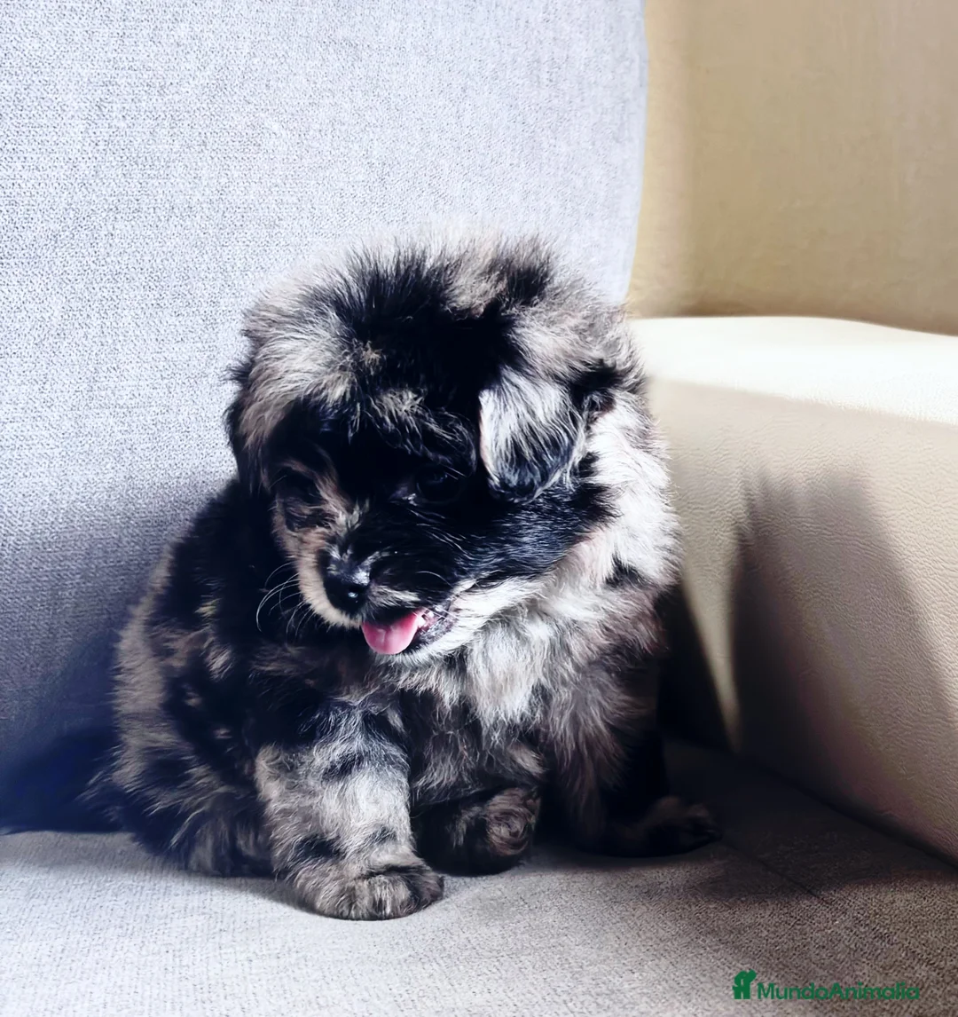 Pomapoo perros en venta: Pomapoo hembra - Anuncio 1