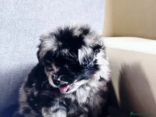 Pomapoo perros Pomapoo hembra - Anuncio 1