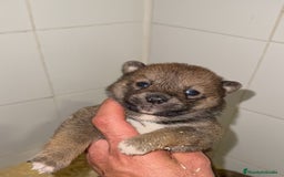 Shiba Inu perros en venta: Shiba Inu bebes disponible rojos y negro - Imagen 1