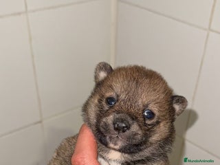 Shiba Inu perros - Anuncio 29