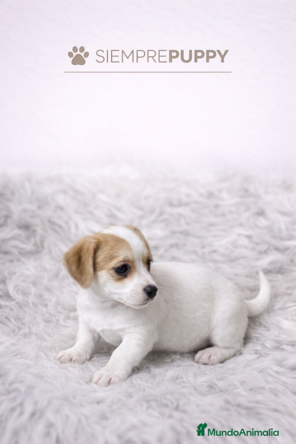 Jack Russell Terrier perros JACK RUSSELL PATA CORTA - Anuncio 2